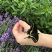 butterflies  by annymalla