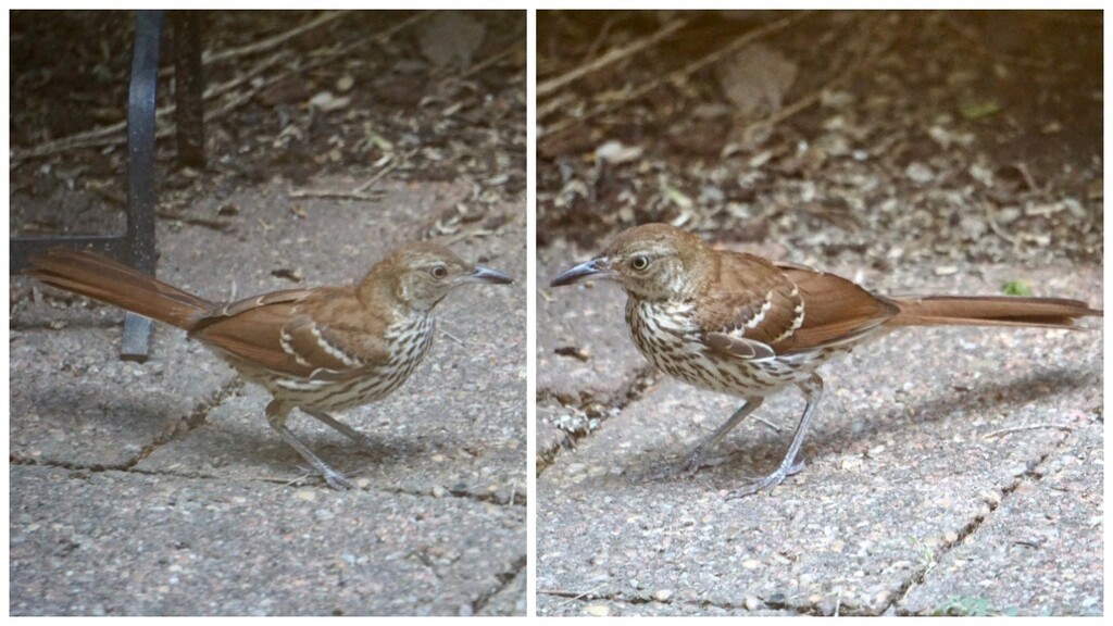 A Brown Thrasher Stops By by allie912