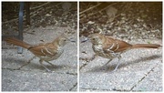 5th Jul 2021 - A Brown Thrasher Stops By