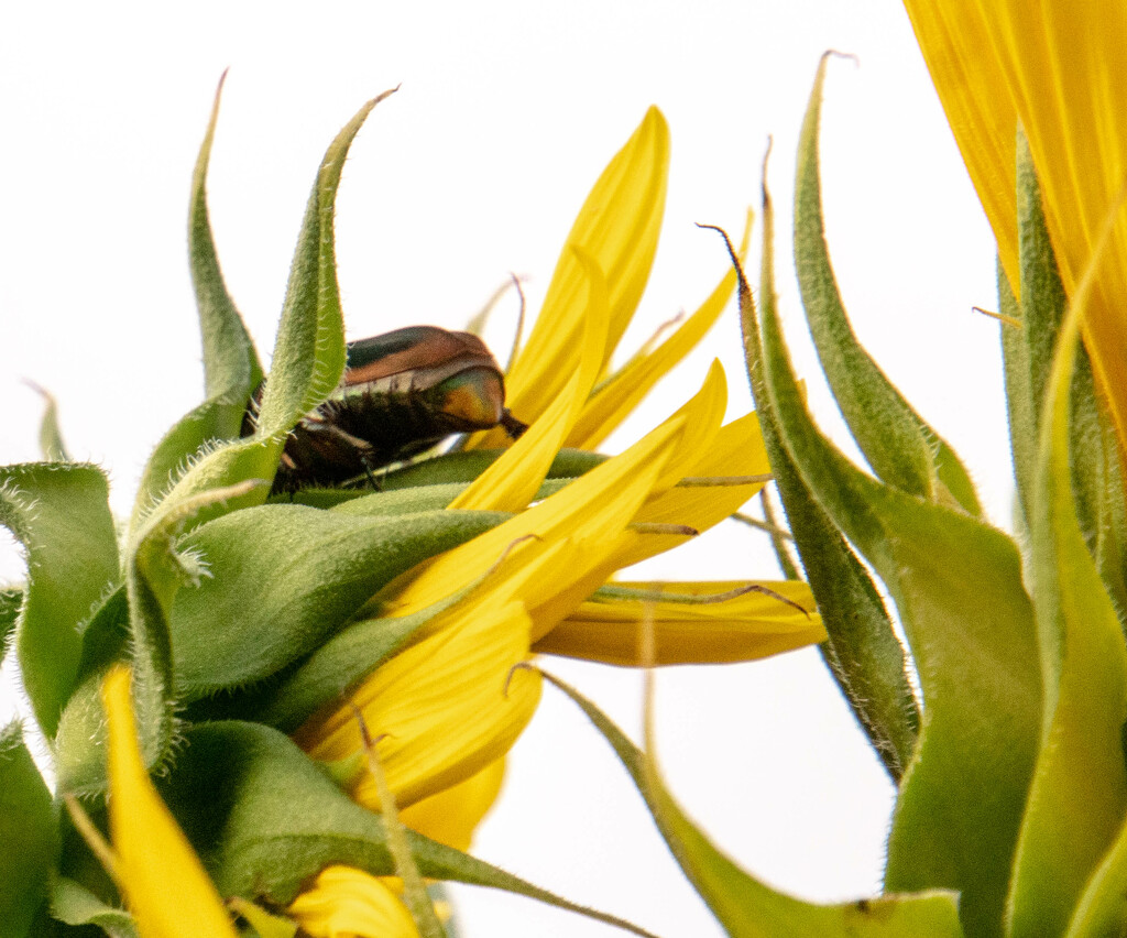 Japanese beetle in the sunflower plant by randystreat