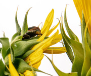 4th Jul 2021 - Japanese beetle in the sunflower plant