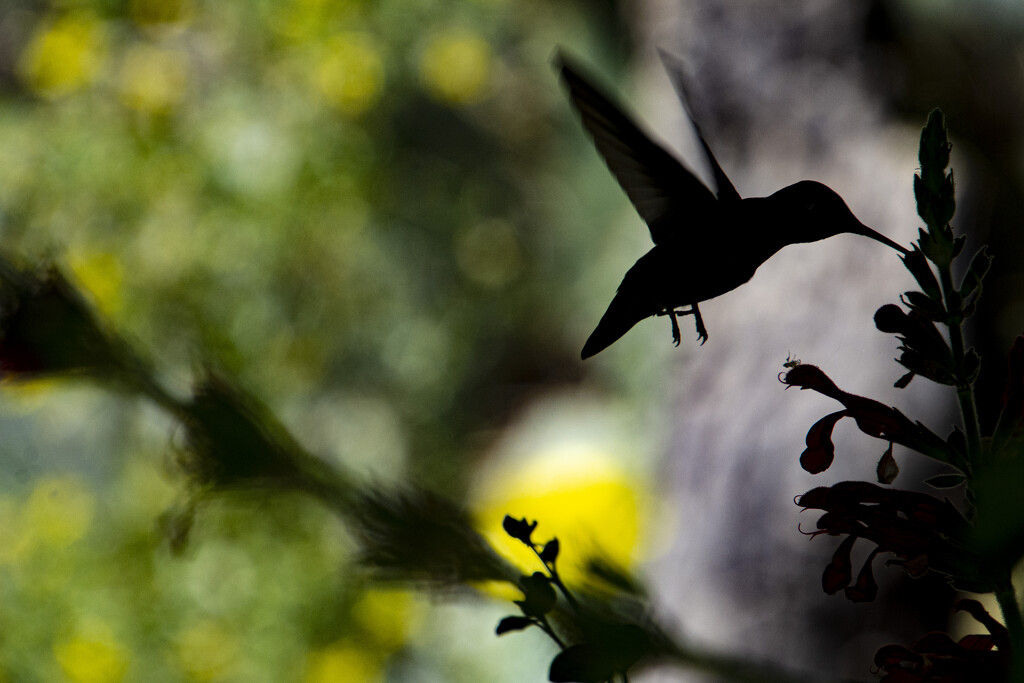 Silhouette Hummer by cwbill