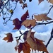 Autumn tones by sugarmuser