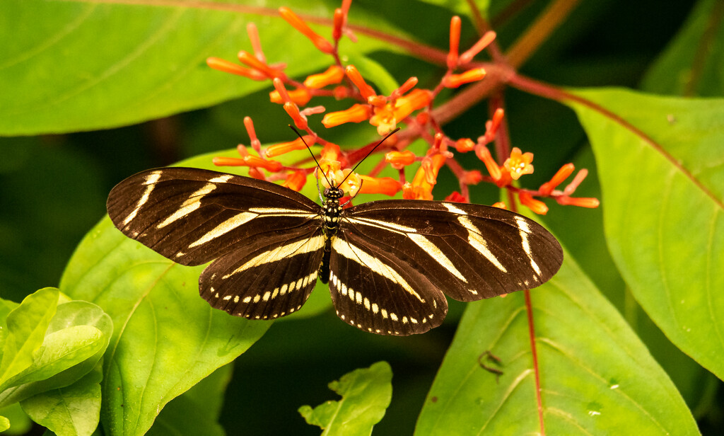 Zebra Longwing Butterfly! by rickster549