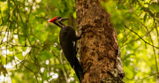 4th Jul 2021 - Pileated Woodpecker!