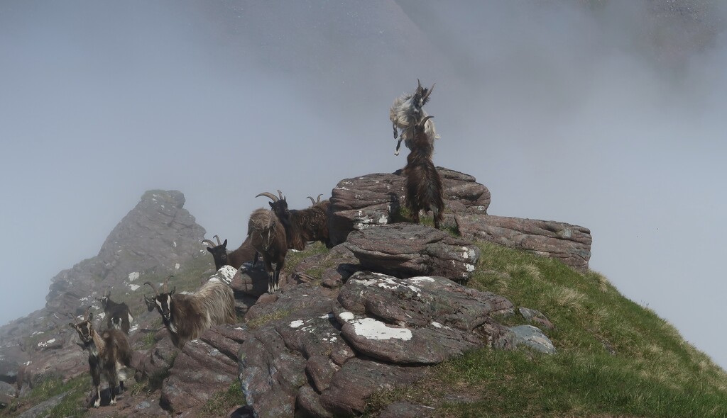 Mountain Goats and Mist by jamibann