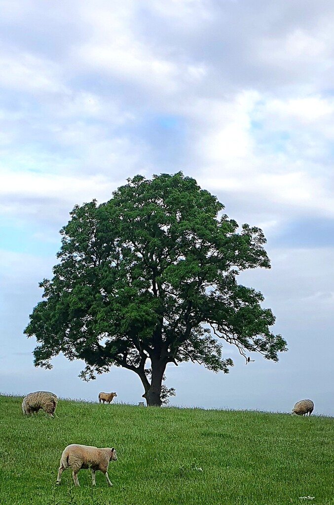 The Lone Tree. by teresahodgkinson