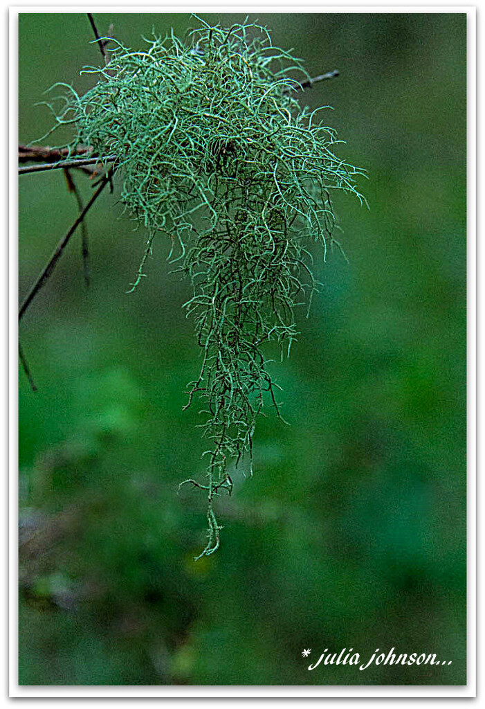 Moss.. by julzmaioro