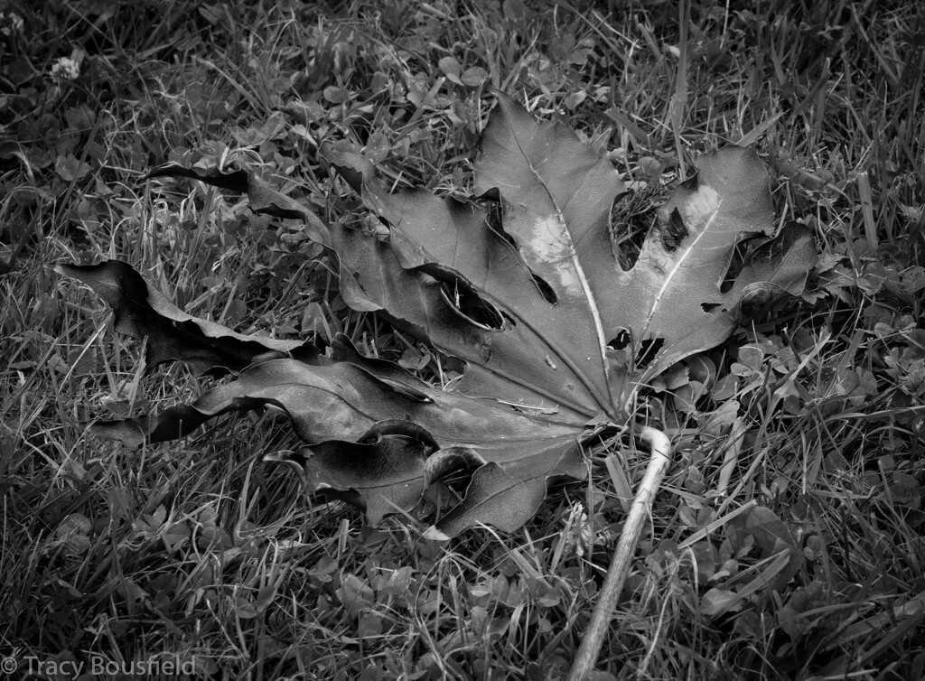 Leaf by tracybeautychick