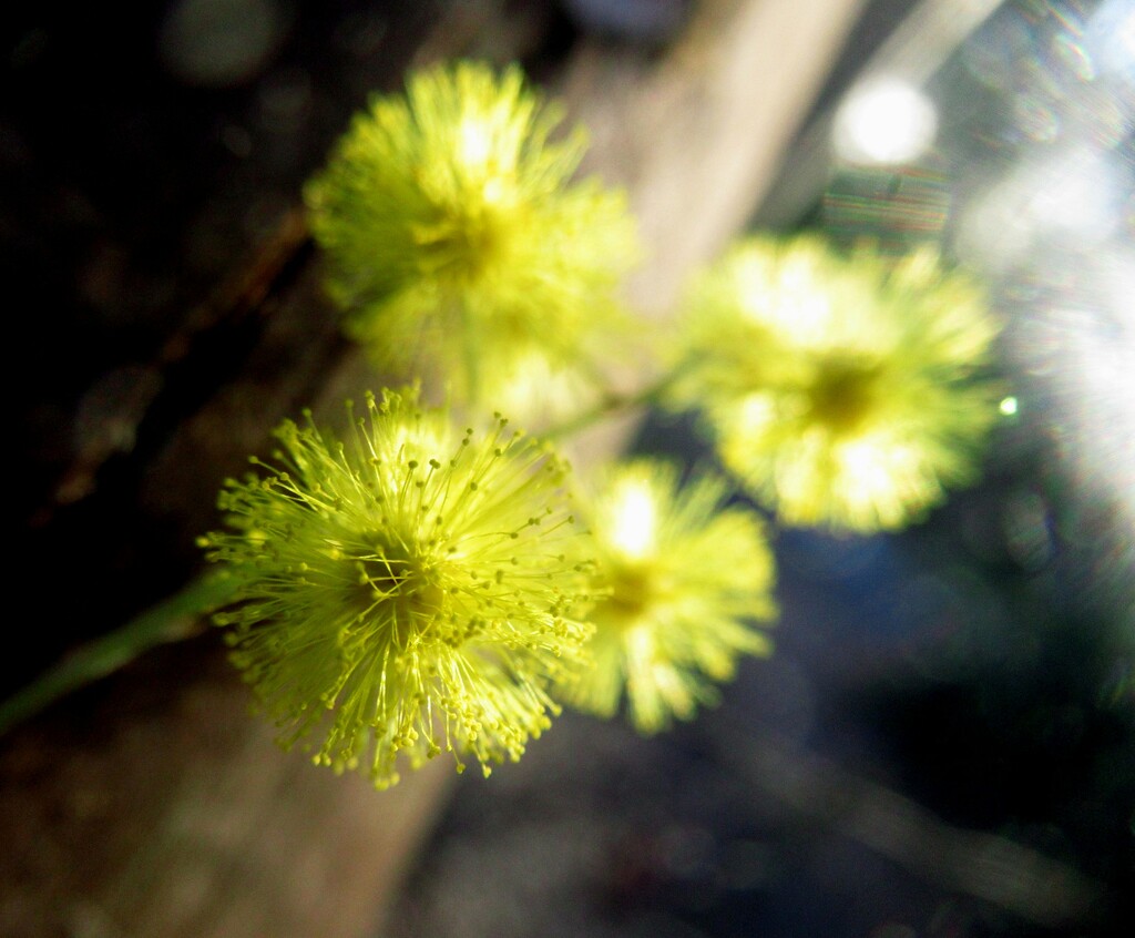 This is the wattle.. by robz