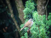5th Jul 2021 - A bird in the Bush