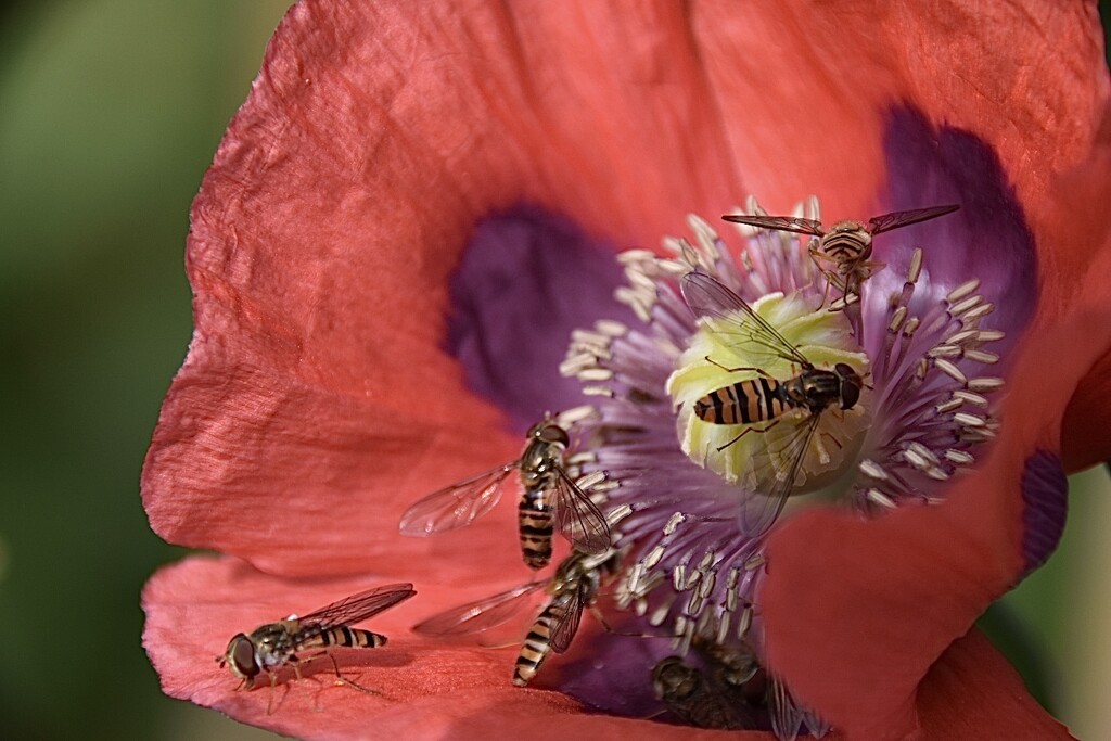 Busy morning in Poppyland. by wakelys