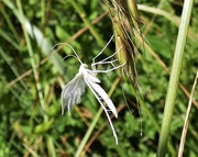 5th Jul 2021 - White Plume Moth