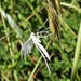 White Plume Moth by julienne1