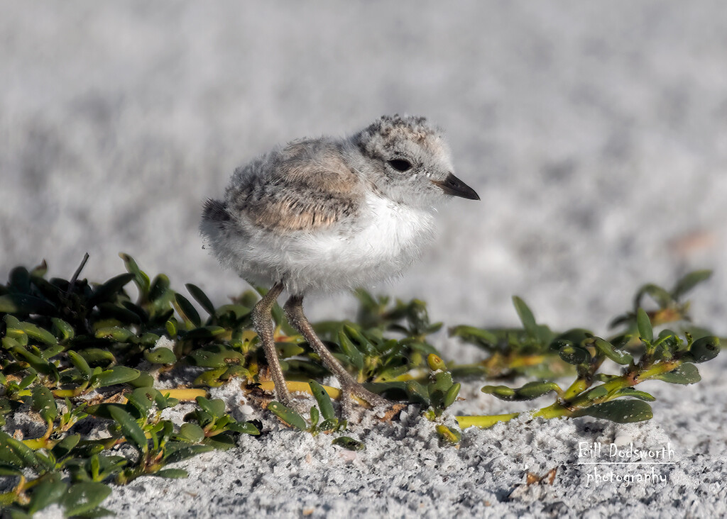 Run & hide little one - Snowy Plover baby by photographycrazy