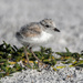 Run & hide little one - Snowy Plover baby by photographycrazy