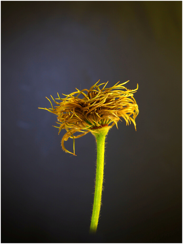 Clematis Seed Head by jon_lip