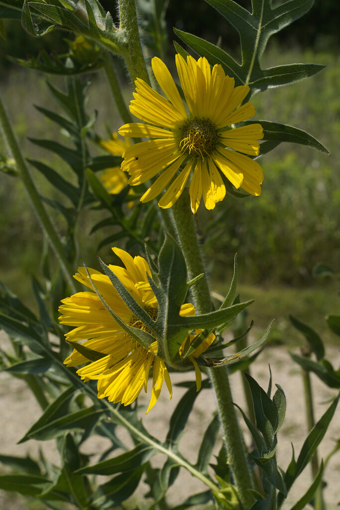 compass plant  by rminer
