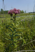 5th Jul 2021 - swamp milkweed 