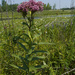 swamp milkweed  by rminer