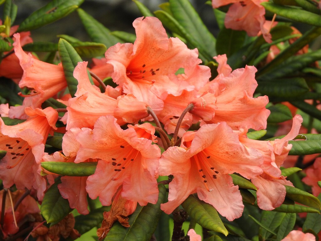  Rhododendron in the Garden 8 by susiemc