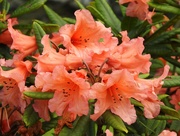 5th Jul 2021 -  Rhododendron in the Garden 8