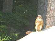 5th Jul 2021 - Hawk on Canopy Closeup