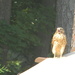 Hawk on Canopy Closeup by sfeldphotos