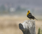 13th May 2021 - Yellow Headed Blackbird Singing His Heart Out