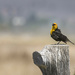Yellow Headed Blackbird Singing His Heart Out by jgpittenger
