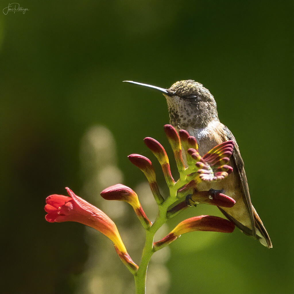 Hummer Taking A Snooze  by jgpittenger