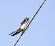 5th Jul 2021 - welcome swallow