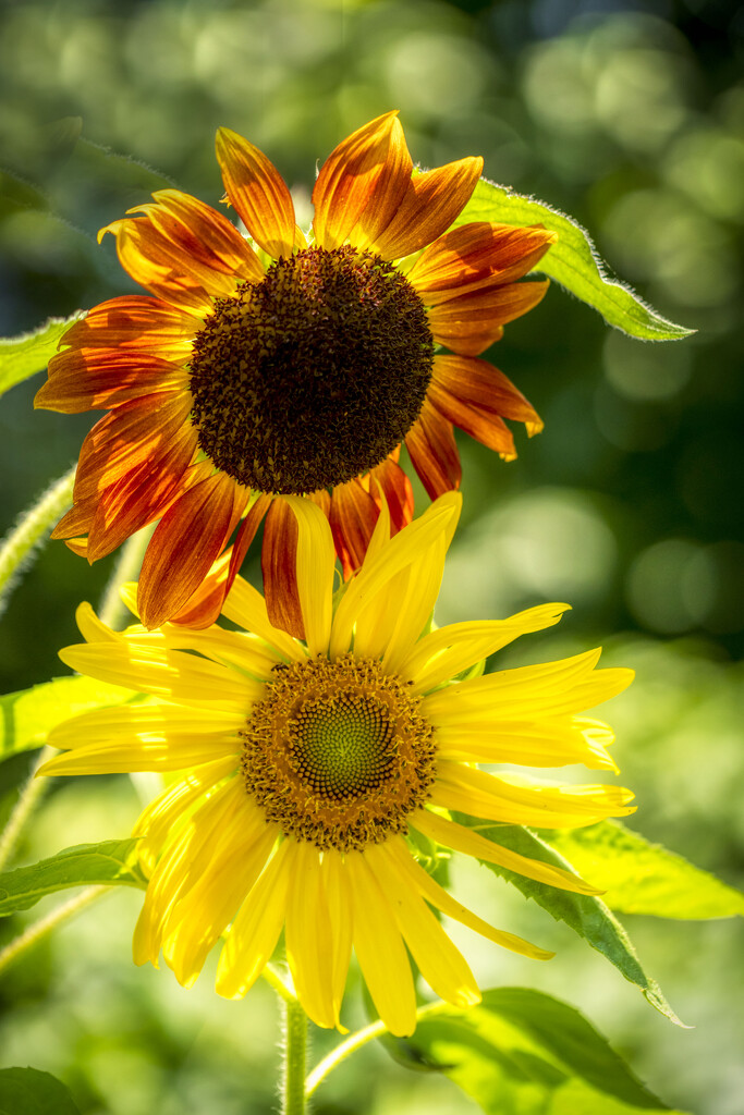 Sunflowers by kvphoto