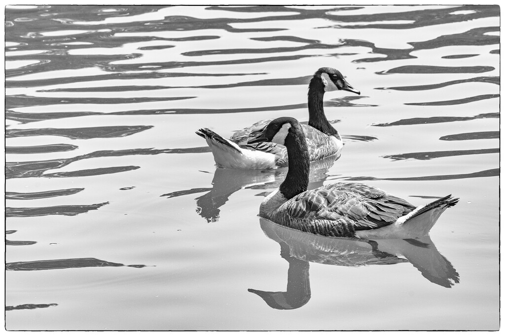 Geese by k9photo