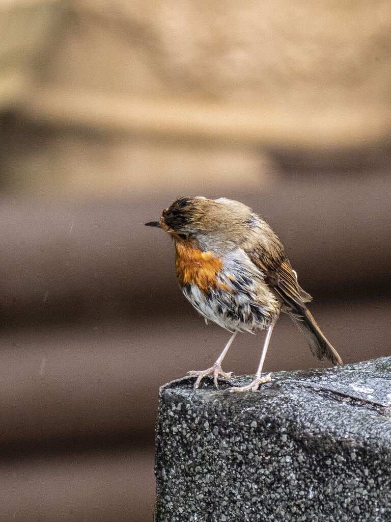 Soggy Robin. by gamelee