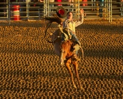 5th Jul 2021 - LHG-3917- Hold on to your hat Bronc rider 