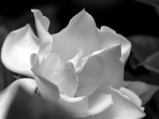 6th Jul 2021 - White blossom...