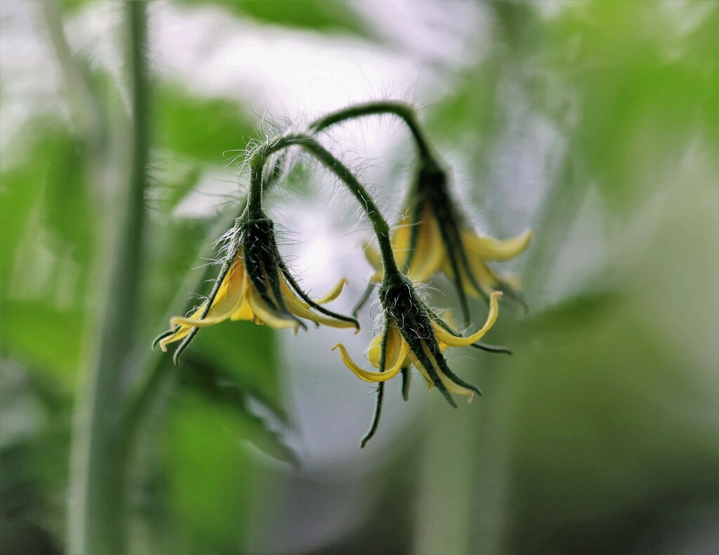 Tomato Blooms by lynnz
