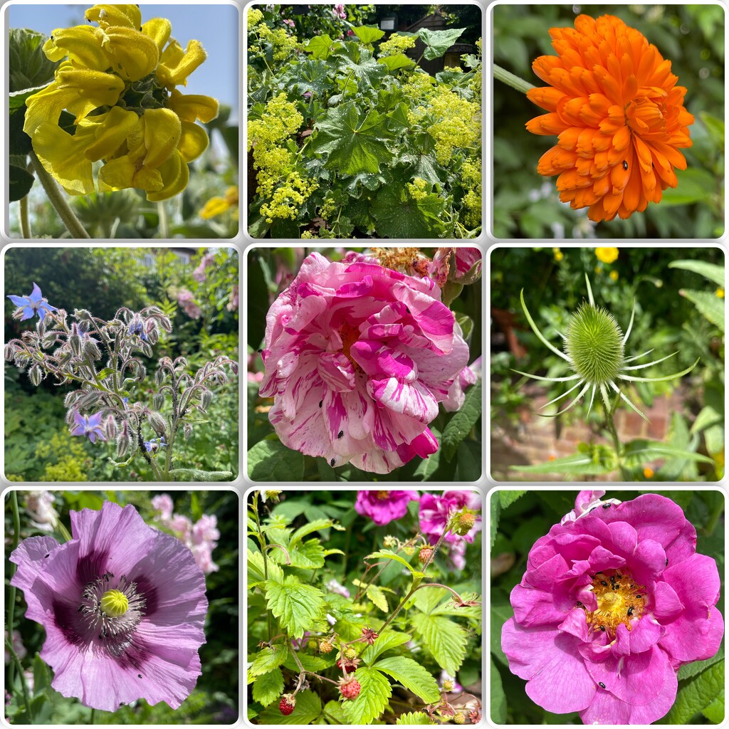 Some flowers in Erasmus Darwin’s garden by tinley23
