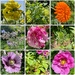 Some flowers in Erasmus Darwin’s garden by tinley23