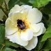    Bee  Heaven ~ by happysnaps
