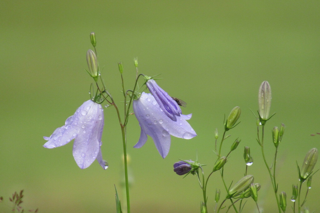 refreshed harebells by anniesue