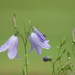 refreshed harebells by anniesue