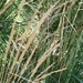 grasses in a fan by 365projectorgheatherb