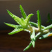 Succulent  by larrysphotos