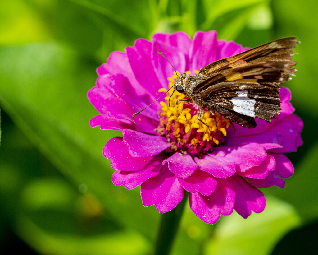 Pretty Pollinator  by cwbill