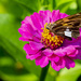 Pretty Pollinator  by cwbill