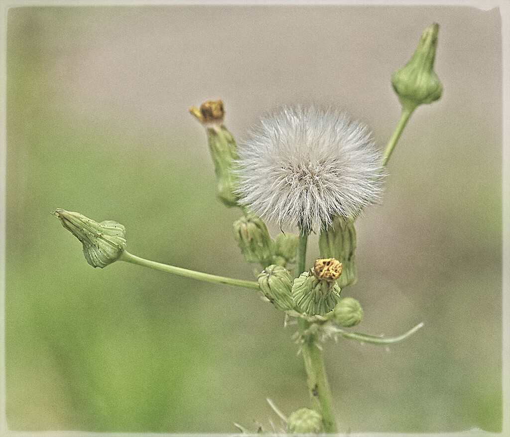 Sow Thistle by gardencat