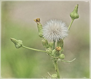 5th Jul 2021 - Sow Thistle