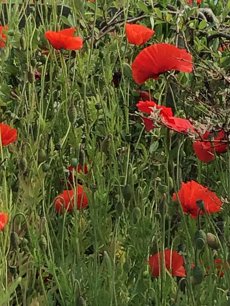 Poppies by jab